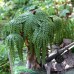 Наливатор «Рыбак» на 7 рюмок для виски и крепких напитков в деревянной коробке., uwest